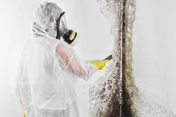 Best Mold Remediation  in Crownpoint, NM