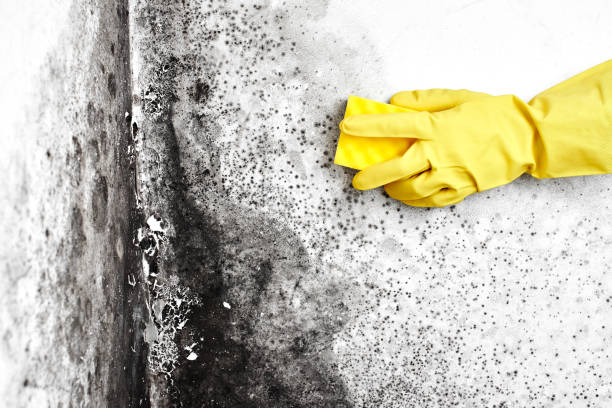 Best Affordable Mold Removal  in Crownpoint, NM