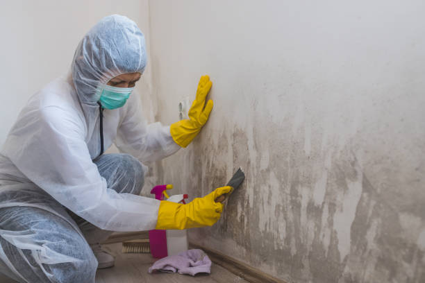 Best Attic Mold Removal  in Crownpoint, NM