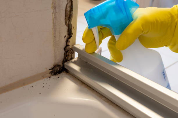 Best Mold Removal Company Near Me  in Crownpoint, NM
