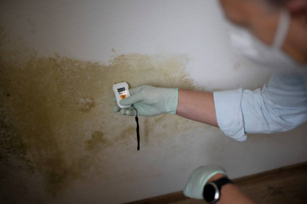Best Mold Removal Specialists  in Crownpoint, NM
