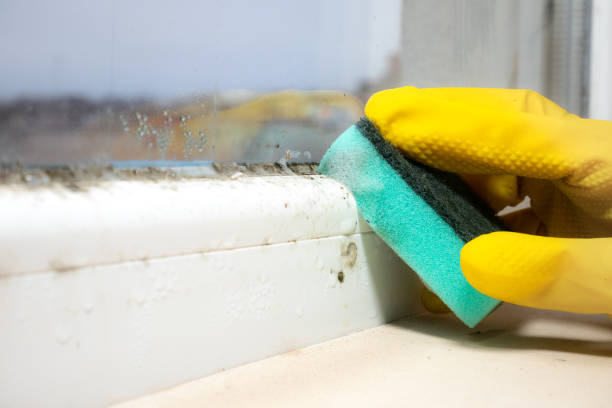 Best Commercial Mold Removal  in Crownpoint, NM