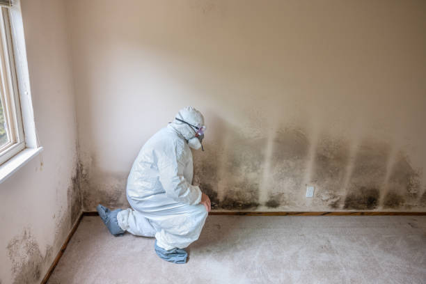 Office Mold Removal Services in Crownpoint, NM