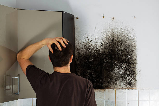 Best Toxic Mold Removal  in Crownpoint, NM