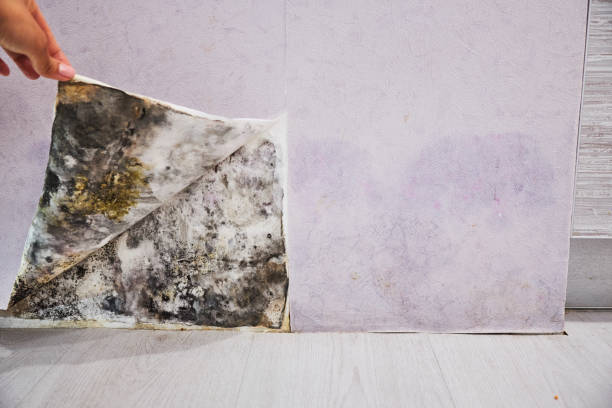 Best Residential Mold Removal  in Crownpoint, NM